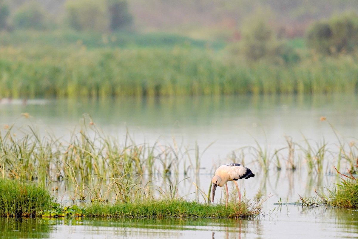 rneelmani's tweet photo. Richness of an #OpenBill. #photoshoot. #SonyAlpha
@Sony #IndiAves @IndiAves @WildlifeMag
#BBCWildlifePOTD #BirdsOfTwitter #ThePhotoHour #NaturePhotography #BirdsSeenIn2023 https://t.co/2krmRw9pcd