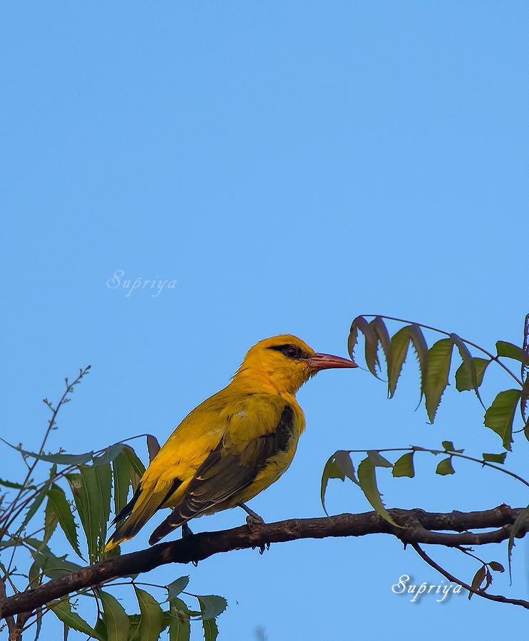 Shubho Poila Boisakh 🙏🏻💐 #PoilaBoisakh #PoilaBoishakh 
#BengaliNewYear 

Happy #Bihu Happy #Bishu 🙏🏻💐 

Today we are celebrating Solar New Year ☀️ as per Hindu Calendar. 

#IndiAves #birds #birdphotography #wildlife #wildlifephotography #ThePhotoHour #nature #photooftheday