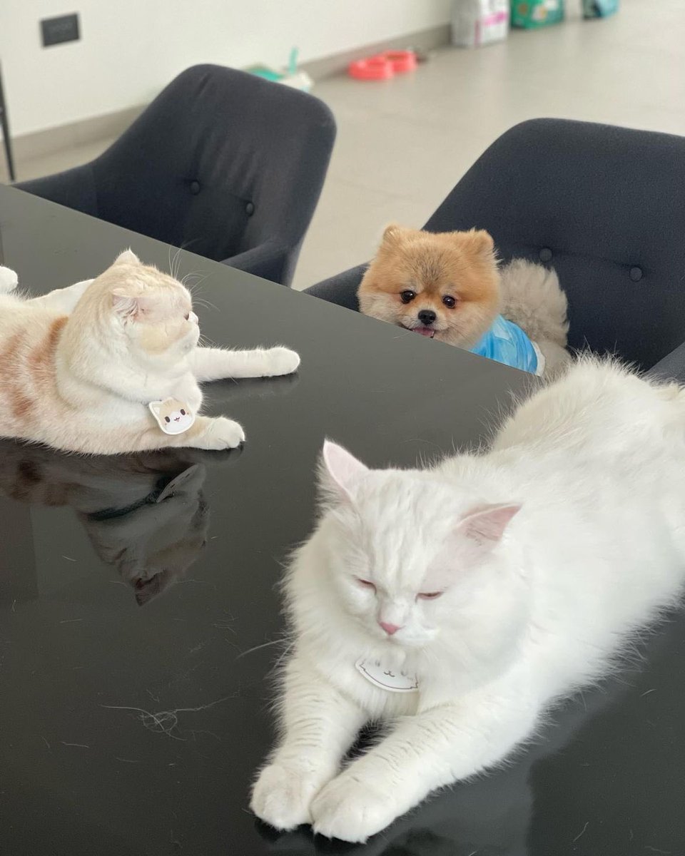 krapecake's tweet photo. ig update
Caption: เดอะแก๊งจอมป่วน..เตรียมตัวกลับบ้าน 🫰🏻🫰🏻

//หูววว เด็กๆจะกลับบ้านแย้ววววว ดูหน้าตะวันซะก่อน มองกล้องด้วย น่ารัก ไปเที่ยวกันทั้งบ้านเยย ฮันนาห์กะฮารุก็เฉยๆแหละแต่มีตัวนึงที่ดีใจที่ได้ไปเที่ยว ใช่มั้ยค้าบบบ

©คุณพ่อน้องตะวันฮันนาห์ฮารุ(1/2)
#flukepet #ไอ้ต้าวตะวัน https://t.co/J8LDnfJg37