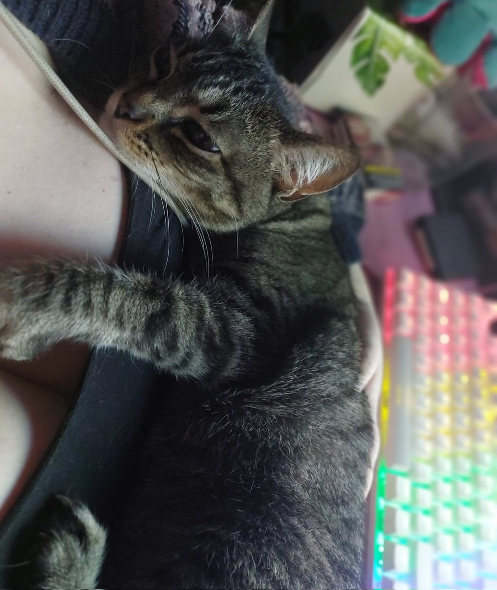 AppleACNH's tweet photo. La gatita más mimosa 💗 https://t.co/zOOhxnBa9g