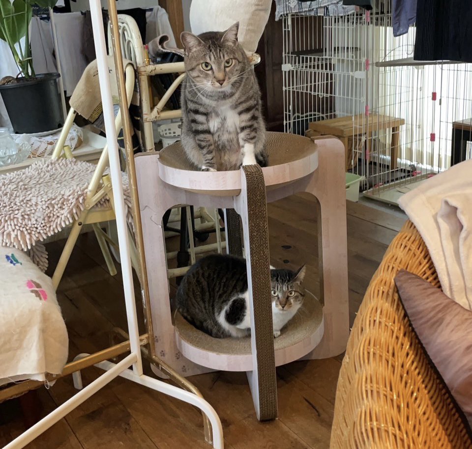 猫田さん 猫21匹の下僕 (@necotasan22) / Posts / X
