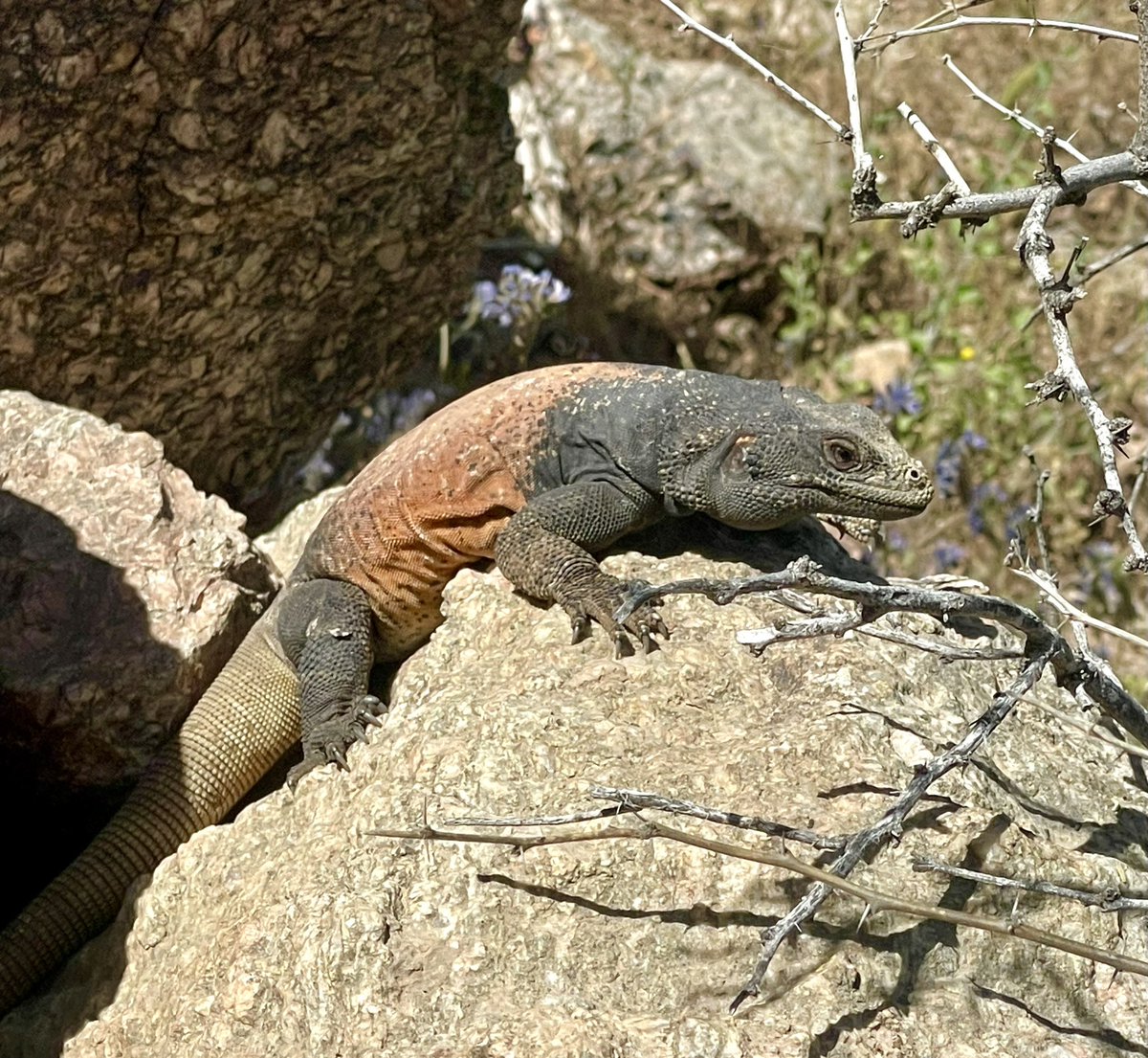 LisaLongball's tweet image. Had an awesome time today hiking #CamelbackMountain in #Phoenix #Arizona. 🌵We took Cholla Trail which gains about 1350 feet over 1.47 miles. It offers stunning views of Phoenix &amp;amp; Scottsdale. 🥾 👀