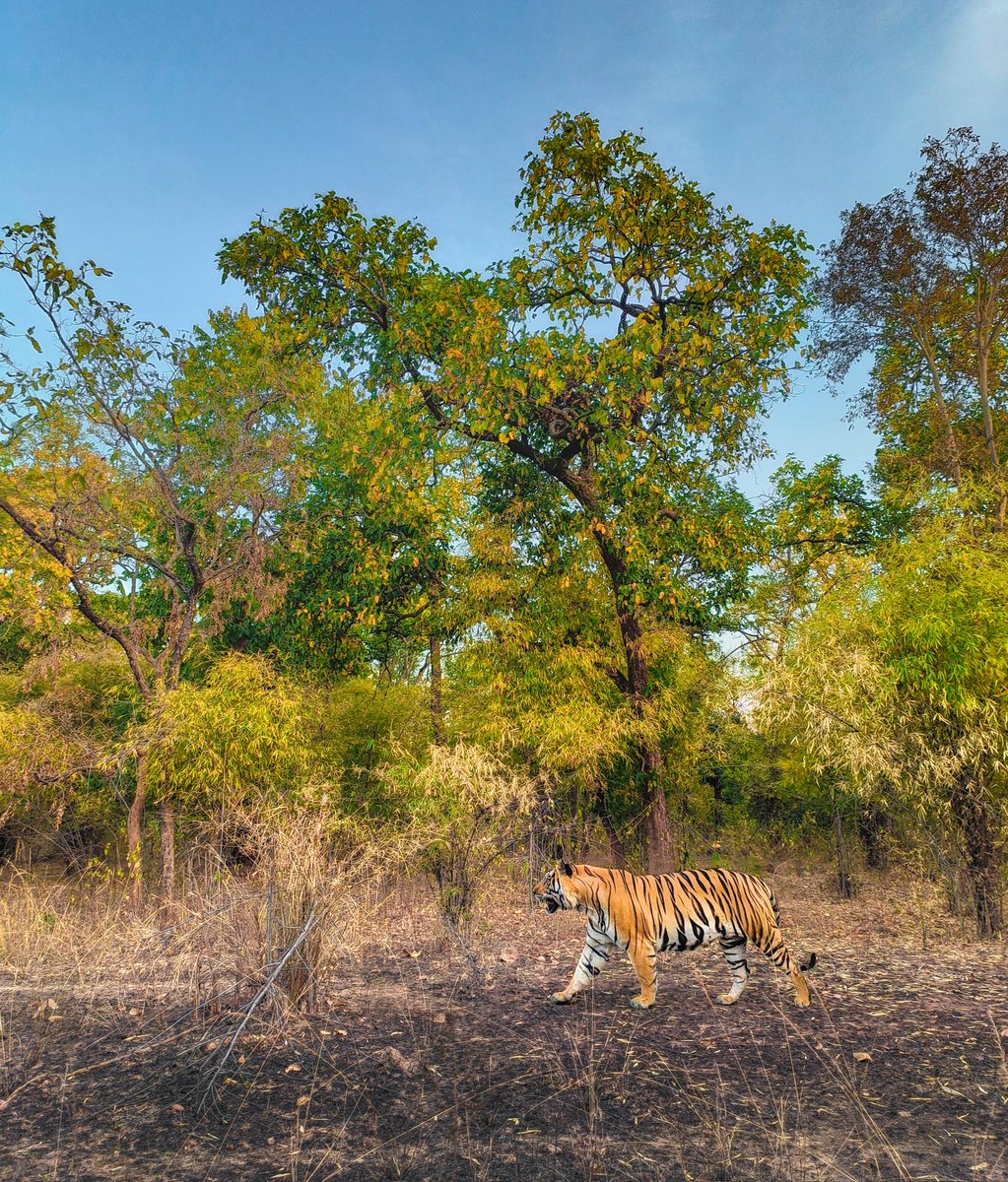 #Bandhavgarh Bamboo forest is the land of Tigers #natgeoindia