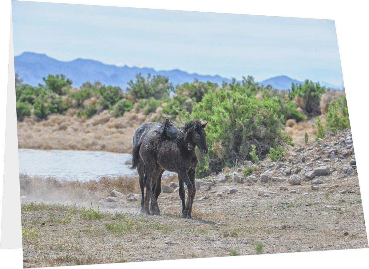 #SiblingRivalry! Send Cards! A #Frameable 5x7 piece of #Art too! #MothersDay

Find It: fon-denton.pixels.com/featured/raven…

#WildHorse #Horse #Horses #Mustangs #SpringIntoArt #Cards #GreetingCards #Write #Gifts #HolidayCards #Write #BuyIntoArt #TheArtDistrict #HorseLover #PhotographyIsArt