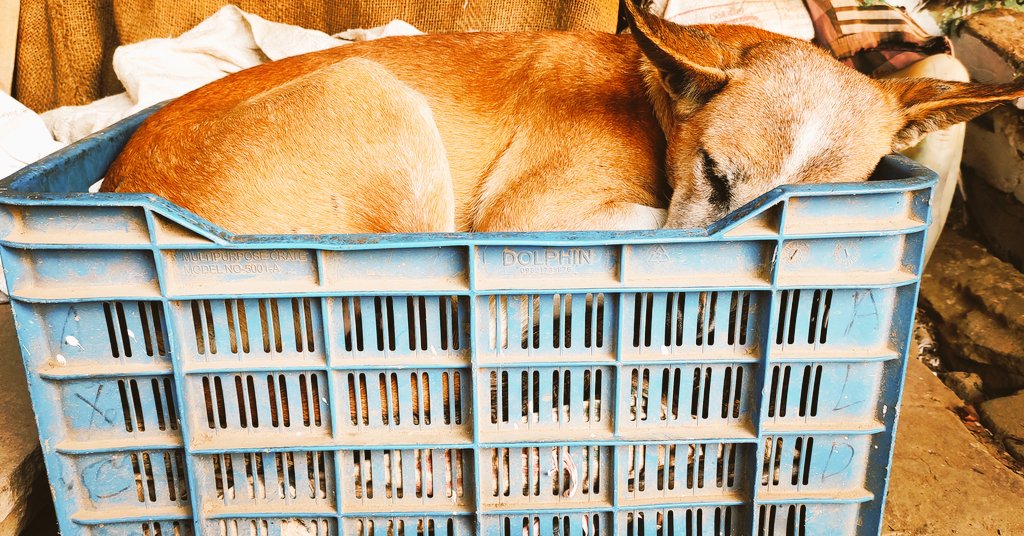 explorewithalok's tweet photo. The sleeping Beauty!!!
📌 Varanasi https://t.co/dbLmutk3eh