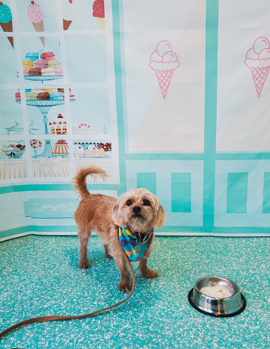 Ollie pup visited Salty Paws Milwaukee! 
Two Paws Up!!! 🐾🍦🍨🌞