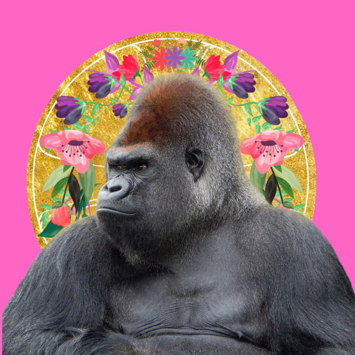 des_machoalfa's tweet photo. ⏭📣 For the first series of #NFt of our space we will use this gorilla🦍 that could symbolize the image of the Macho alfa. @Soon_labs #iotacomunity what strategy do you have to develop #gender_equality in your ecosytems? 💜💟  #iota #NFT . #giveway soon in our #sonnaverse space! https://t.co/1Dofl2JdW3
