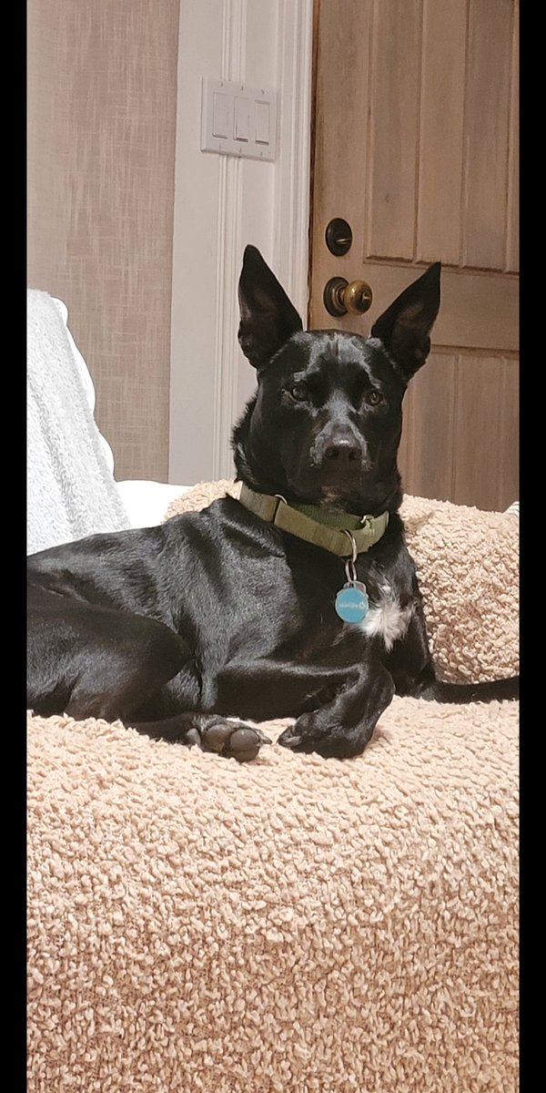 lrossihere's tweet photo. Friends....how do you like my latest portrait .👍
I think I'm finally done growing including my ears😄 https://t.co/CnJQ4TirDB