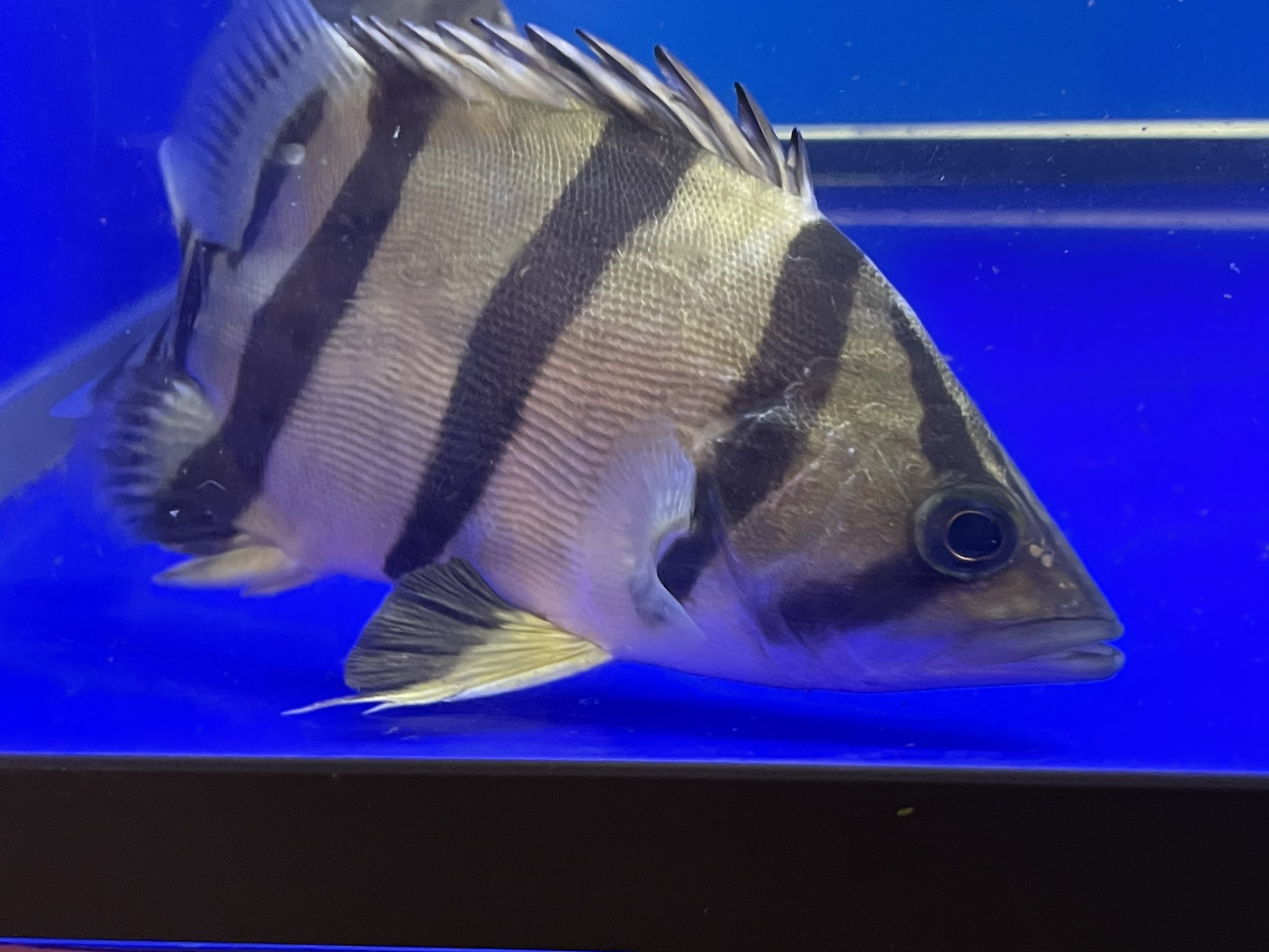 ノーザンバラムンディ - Search / X