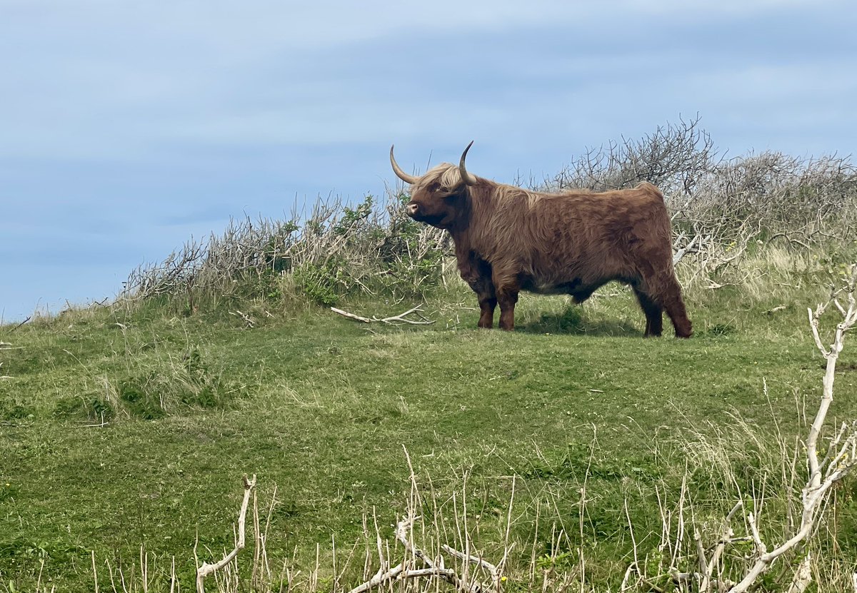 levested's tweet photo. Det er så enkelt @Heunicke . Hvis der er PFAS på naturarealer der afgræsses, så undlader vi blot at æde dyrene. Lad dem i stedet gå der året rundt. Lad dem leve længe og godt. Når de dør, så brænder vi dem, så PFAS ikke ender i fødevarer🧵(1/5)
#PFAS #DKpol #DKnatur #DKmiljo https://t.co/GKoCHoJ0Gm