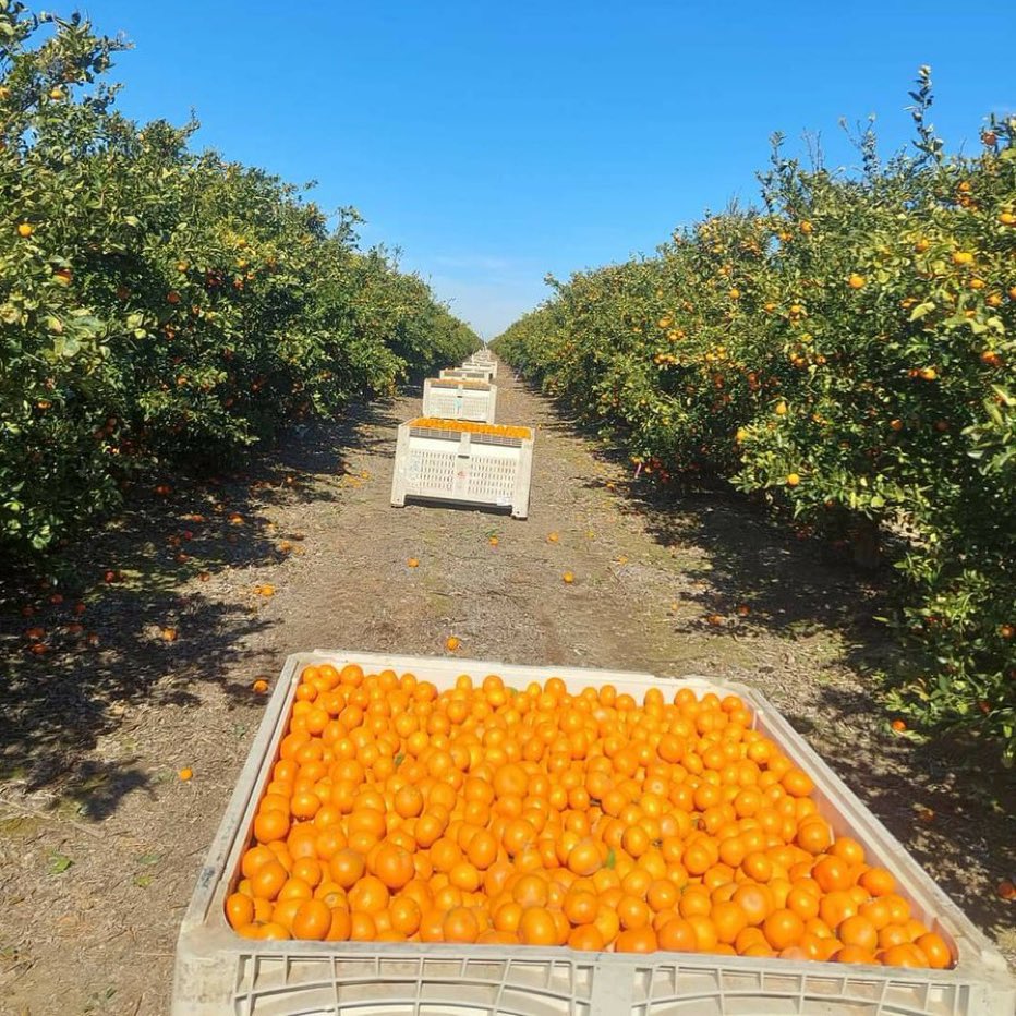 straterize's tweet photo. This is the size of bin Ivonne is paid $45 to fill. It’s around 900 lbs. https://t.co/YtGT6KjjUf
