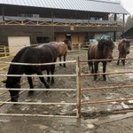 ひるがのホープロッジ ひるがの高原 木曽馬牧場のツイート画像