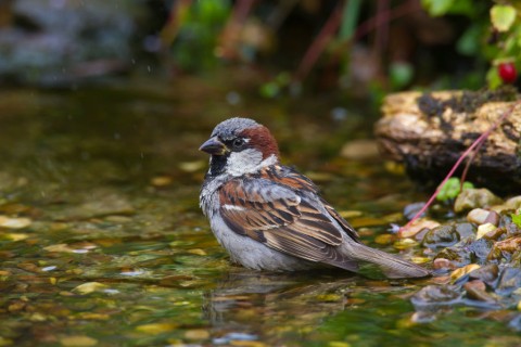House sparrows are the most common bird spotted in the UK for a 20th straight year – despite their numbers falling by 22million since 1966.

#SaveTheBirds #Wildlife #wildlifephotography