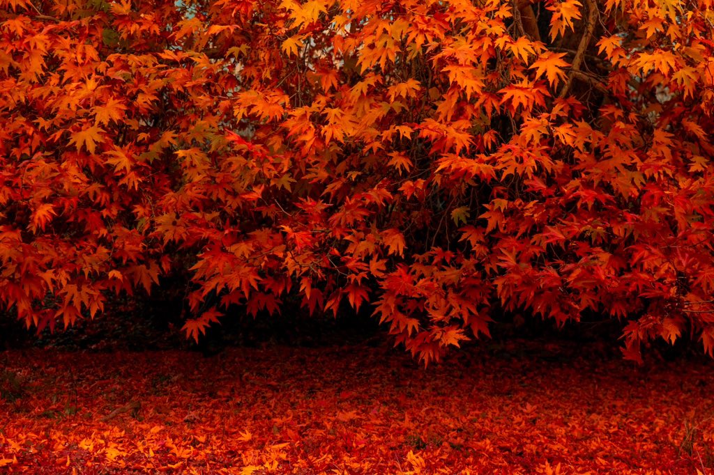 Autumn in Kashmir 🍁