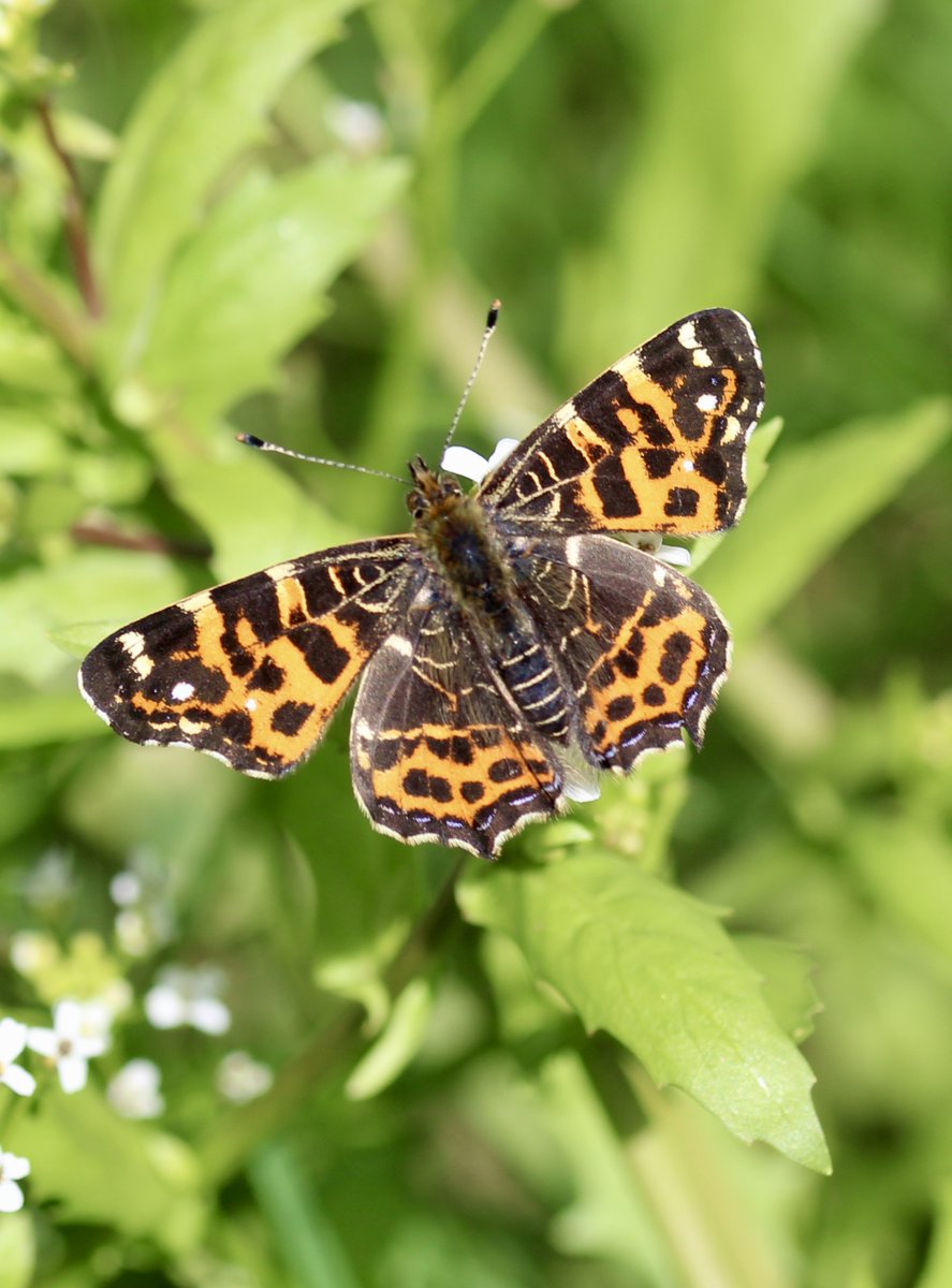 ChroniqueJardin's tweet photo. La petite Carte de géographie vient d'émerger sur les prairies du marais. #Papillon #PrairiesHumides #MaraisPoitevin https://t.co/QQx6mvwkjz