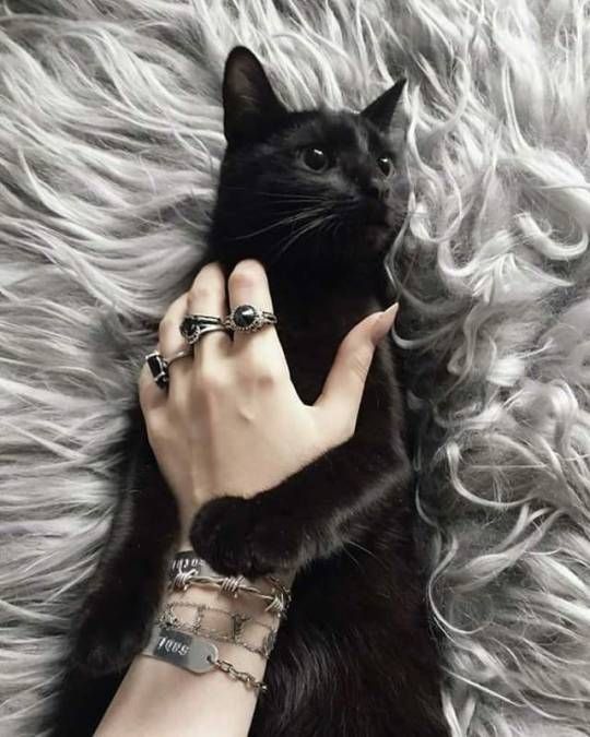 Good morning my Darklings and kindred spirits out there. Have a happy #Caturday and a great weekend. Be safe 🖤🌹 #BeKind