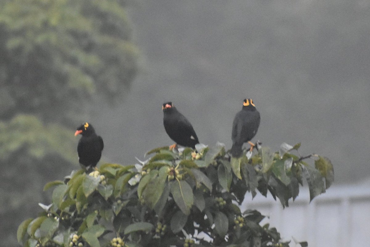 Southern Hill Myna (Gracula indica ) . Southern India and Sri Lanka. Found in foothill forests. @IndiAves
#throughyourlens #wildlifephotography #ThePhotoHour
@NatureIn_Focus, #birdwatching #birdsofindia #ThePhotoMode #NaturePhotography #TwitterNatureCommun