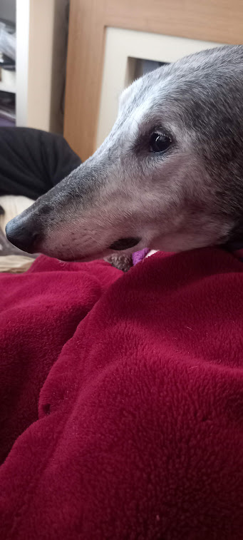 Greyhounds_PZ's tweet image. After what seemed like an eternity I collapsed on martha&apos;s lap to continue the vigil #porkpie #poorhector