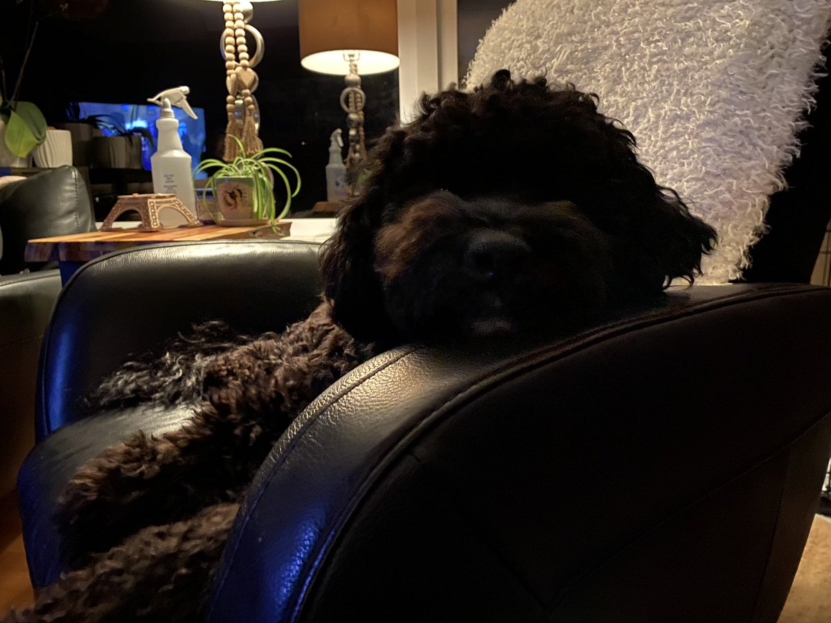 kathelburt's tweet photo. When puppy gets all his vaccinations in one day; and has an ear infection to boot. 🐾❤️
#puppylove #BaileyBoy #PWD #GratefulForVeterinarians https://t.co/z6kKcGYTJc