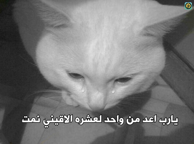 True Memes (@truememes_) on Twitter photo 