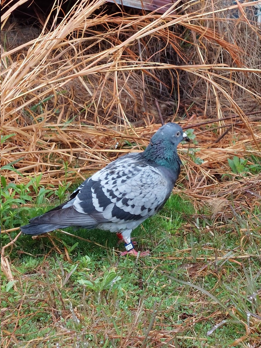 03鳩ページ レース鳩 - البحث / X