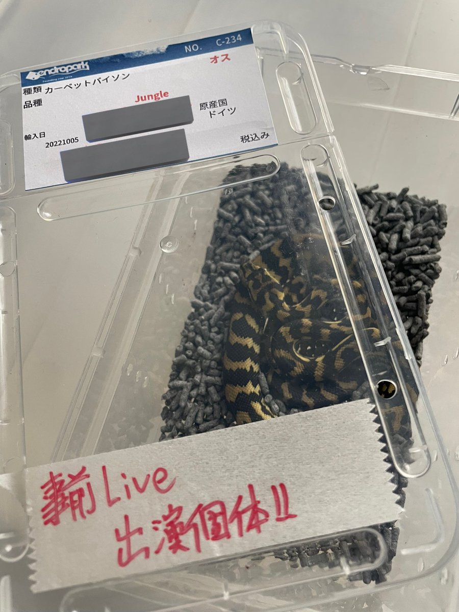 ro_hebi's tweet photo. 神レプ、デンドロパークさん(@dendronagoya)にて、
ジャングルカーペットパイソンの雄をお迎えしました！
事前生体紹介Liveを見て狙ってた個体🔥
ジャングル系4匹目にして初の雄！

#神戸レプタイルズワールド 
#カーペットパイソン https://t.co/QxUM5XAyEm