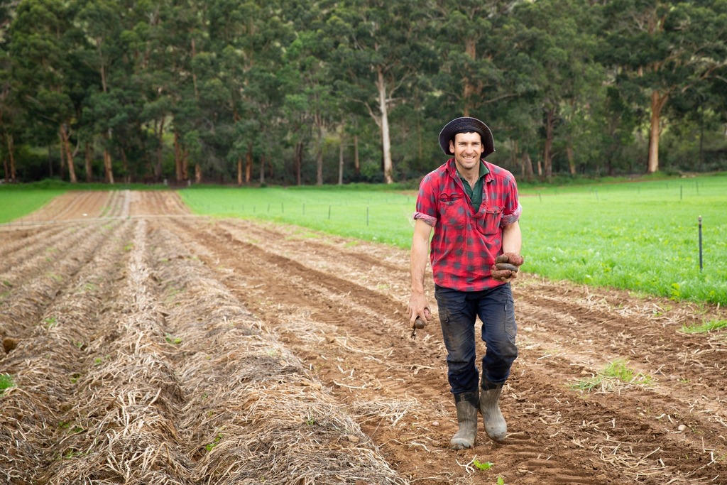 From planting the seed to harvest, it takes 100 days for potatoes to mature. 

Carlo Pessotto and his family plant every two weeks from September to early December and commence harvest in January and go through to late May. 

Their potatoes are harvested… instagr.am/p/CrDXrmLPdIu/