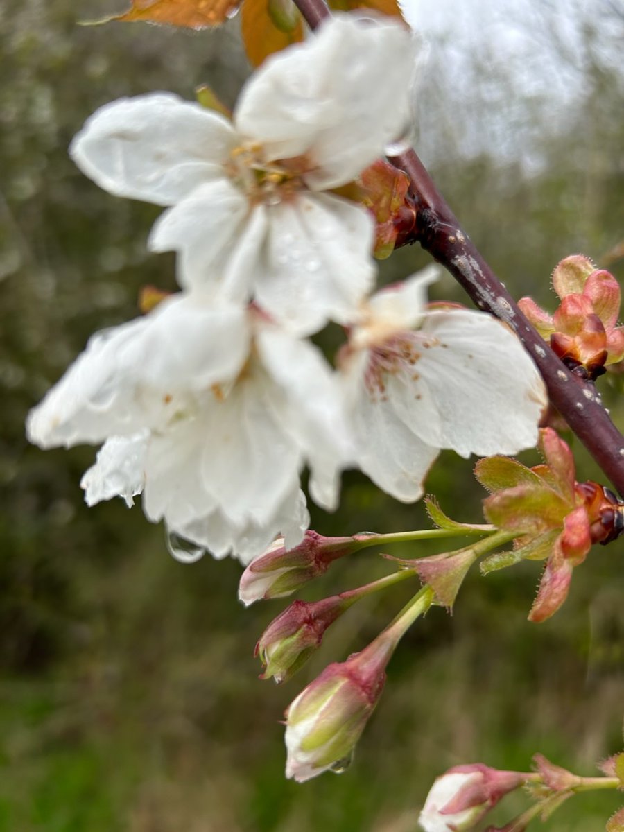 stevearnold05's tweet photo. One of the cherry trees we planted last year for the Queenβs Green Canopy has just started to open #treecop @ResponsePS https://t.co/q4XnMtlXMI