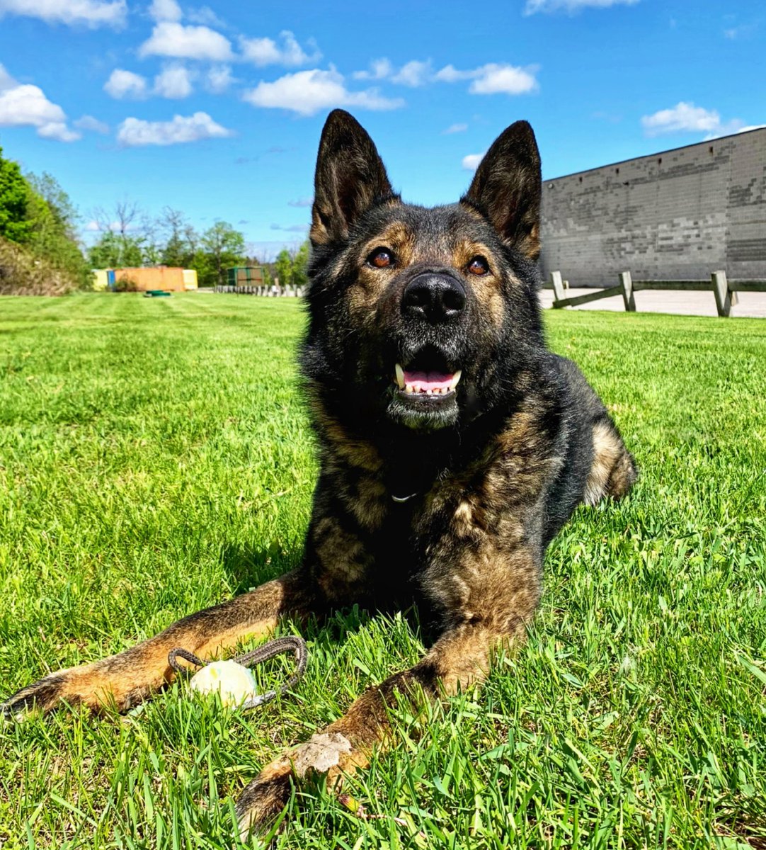 Good morning @townofinnisfil @TownofBWG! With another summer-like day ahead, PSD Nitro has a reminder to never leave children or pets in a hot vehicle. Stay cool and have a safe Saturday! #NoHotKids
#NoHotPets #NoExcuse #K9 #K9Unit
