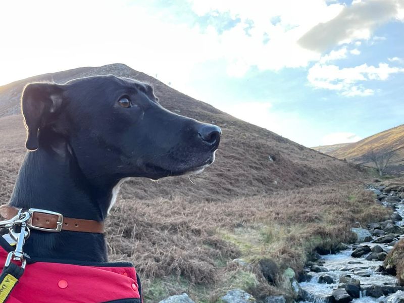 Animal Adoptions UK 🐕‍🦺🐈🐎 ️ on Twitter "Please retweet to help Barley