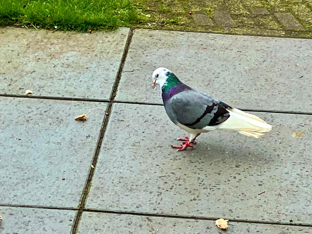 PF (@pieter2frank) on Twitter photo Mooie sierduif of postduif is al enige tijd kind aan huis/tuin. Op de ring staat een Turkse naam, Turkse vlag en een nummer. Vermoedelijke eigenaar reageert nergens op. Iemand tips? <a href="/duivensportbond/">Duivensportbond</a> <a href="/DierenhulpNL/">Dierenambulance</a> Mooie sierduif of postduif is al enige tijd kind aan huis/tuin. Op de ring staat een Turkse naam, Turkse vlag en een nummer. Vermoedelijke eigenaar reageert nergens op. Iemand tips? <a href="/duivensportbond/">Duivensportbond</a> <a href="/DierenhulpNL/">Dierenambulance</a>