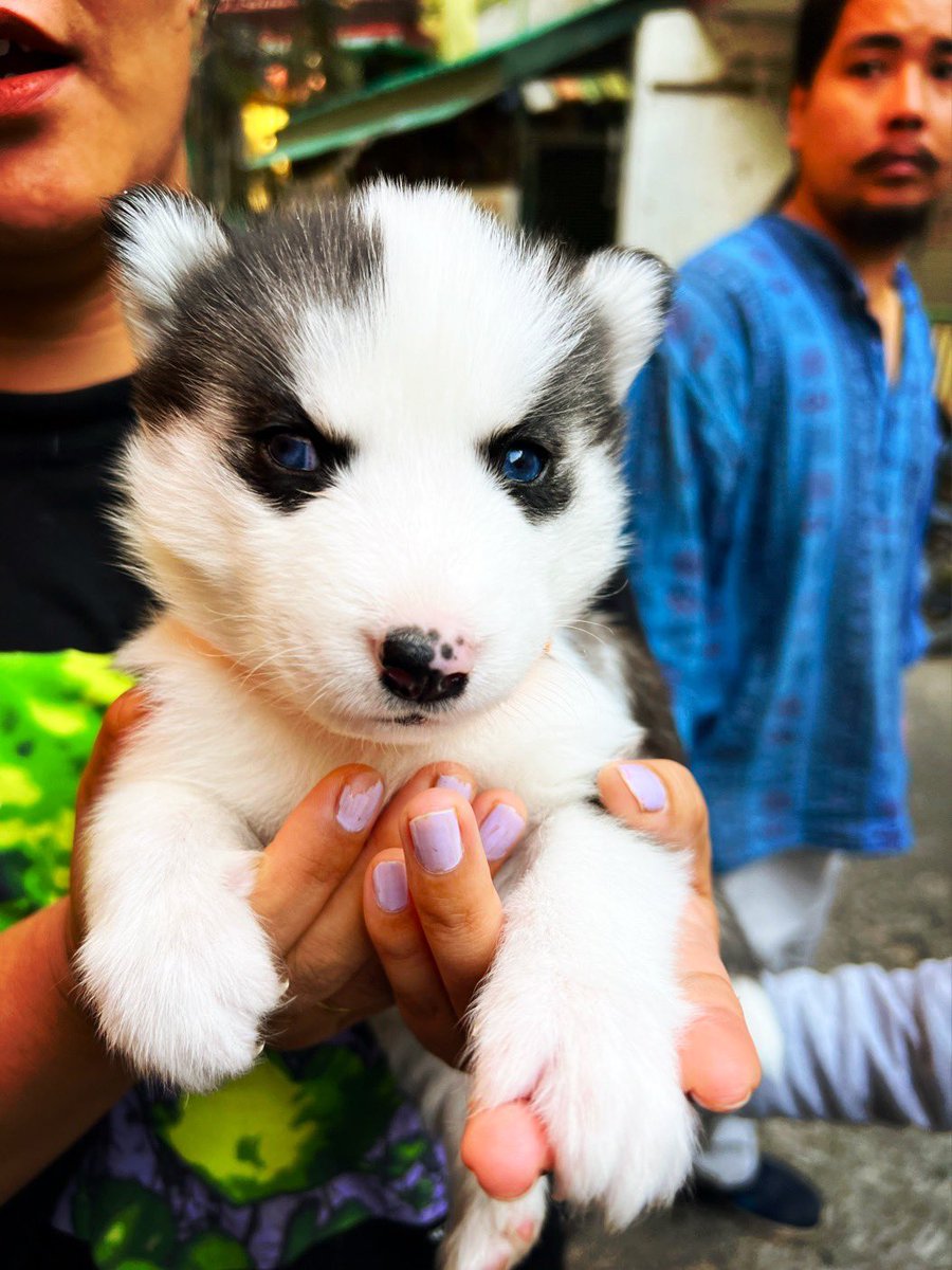 bobbydevito's tweet photo. I was feeling kind of down today upon the parinirvana of @LamaZopa - and then around the corner came this beautiful 29 day old puppy, and I realized that Lama Zopa will always appear to me again when I am petting the dogs ๐ #lamazopa @FPMTInc #husky #puppies https://t.co/43CEDAw4qP