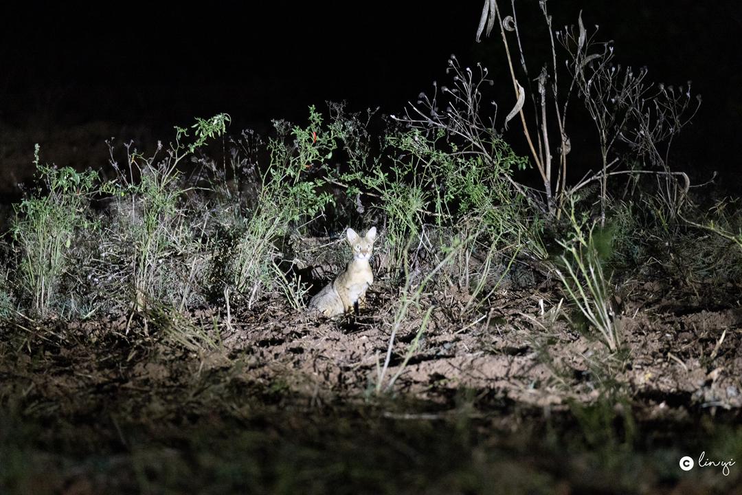 BandW_Team's tweet photo. Some of the highlights of Lin Yi and group tour.
Photos by Lin Yi.
#mammals #cats #leopard #wildcats #junglecat #peackock #birdphotography #wildlifephotography #naturephotography https://t.co/Cy5jCUUFRr