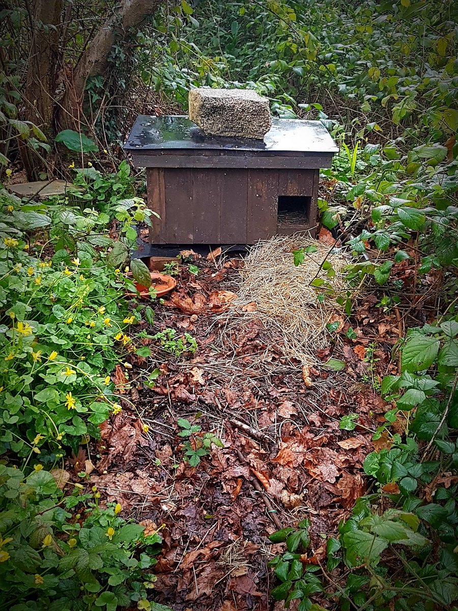 DHogwatch's tweet photo. Scampys new home. Relocated from the oak to the willow to give more privacy now she's a big girl. She shares the garden with 1 other hog currently. We believe to be her sibling and 1 of Itchy's hoglets. She has spent the first week back sleeping and staying near her hutch. https://t.co/yihiLPTPyR