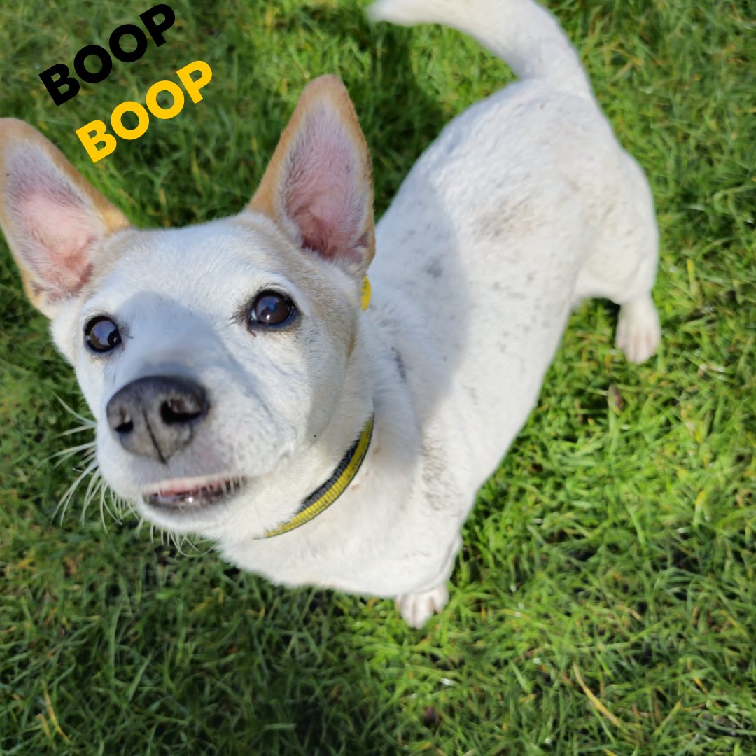 Can Butters get a Boop Boop 😎 on that cute snout! 🐶💛 Butters is enjoying a lazy day in the garden while in his foster home🏡 This handsome boy is looking for his forever home 🏡 could you be Butters paw-fect match? Find out more 👉 bit.ly/3TVCLHU 🐶 @DogsTrust #jrt
