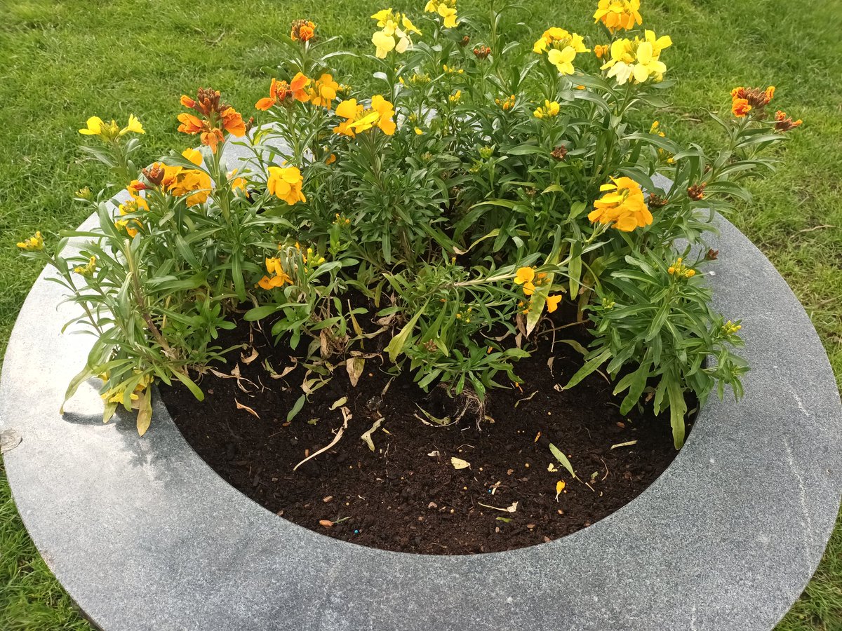 acocksgreenpark's tweet photo. It is beyond my ken - what goes through someone's mind to dig out wallflowers for themselves and destroy a spring flower display in a public park meant for everyone to enjoy? #SelfVsAll #AntiSocialBehaviour #AcocksGreen #KeepTrying https://t.co/EvTcdZXodQ