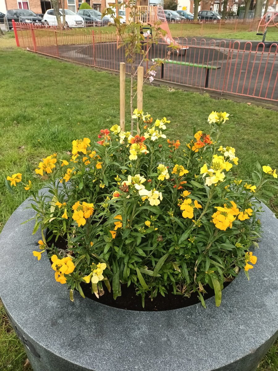acocksgreenpark's tweet photo. It is beyond my ken - what goes through someone's mind to dig out wallflowers for themselves and destroy a spring flower display in a public park meant for everyone to enjoy? #SelfVsAll #AntiSocialBehaviour #AcocksGreen #KeepTrying https://t.co/EvTcdZXodQ