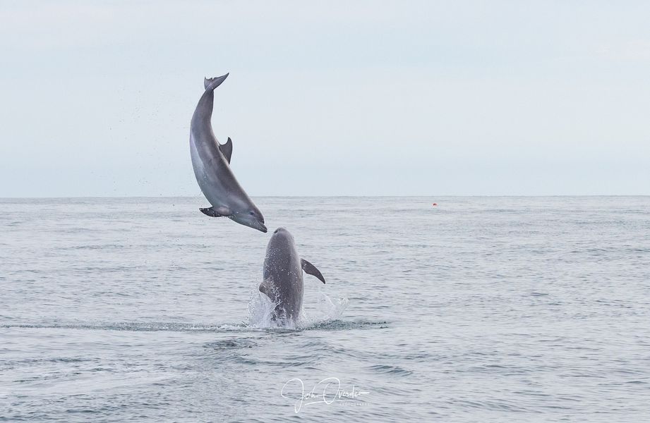 Gm! Dolphins being epic in the Channel Island waters! 

Credit: John Ovenden Photography #LoveSark