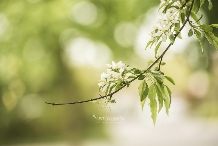MRTfotografie's tweet photo. Goedemorgen!
De lente komt er, wat het weer betreft, nu echt aan.....
#weekendleesvoer 
Tips voor het fotograferen van al dat moois:
https://t.co/imosippupi
Fijn weekend!🐤🌸☕️🙋‍♀️ https://t.co/rCVCWKzP3i