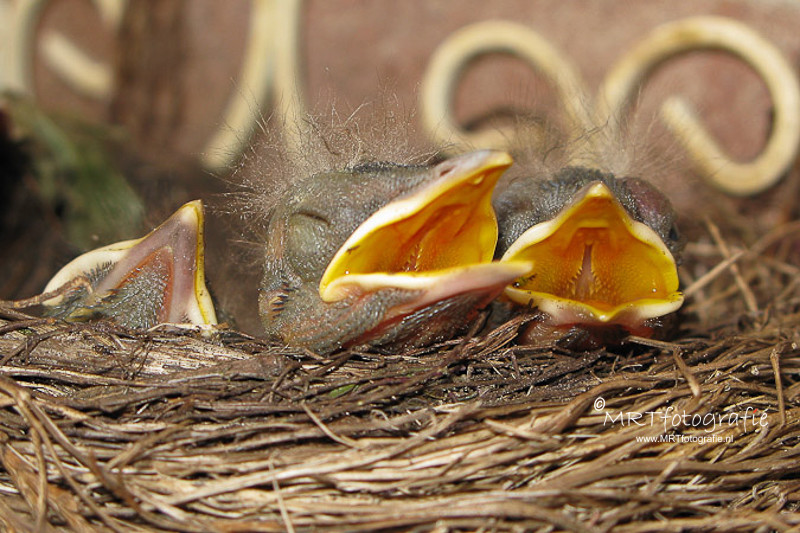 Goedemorgen!
De lente komt er, wat het weer betreft, nu echt aan.....
#weekendleesvoer 
Tips voor het fotograferen van al dat moois:
mrtfotografie.nl/fotografietips…
Fijn weekend!🐤🌸☕️🙋‍♀️