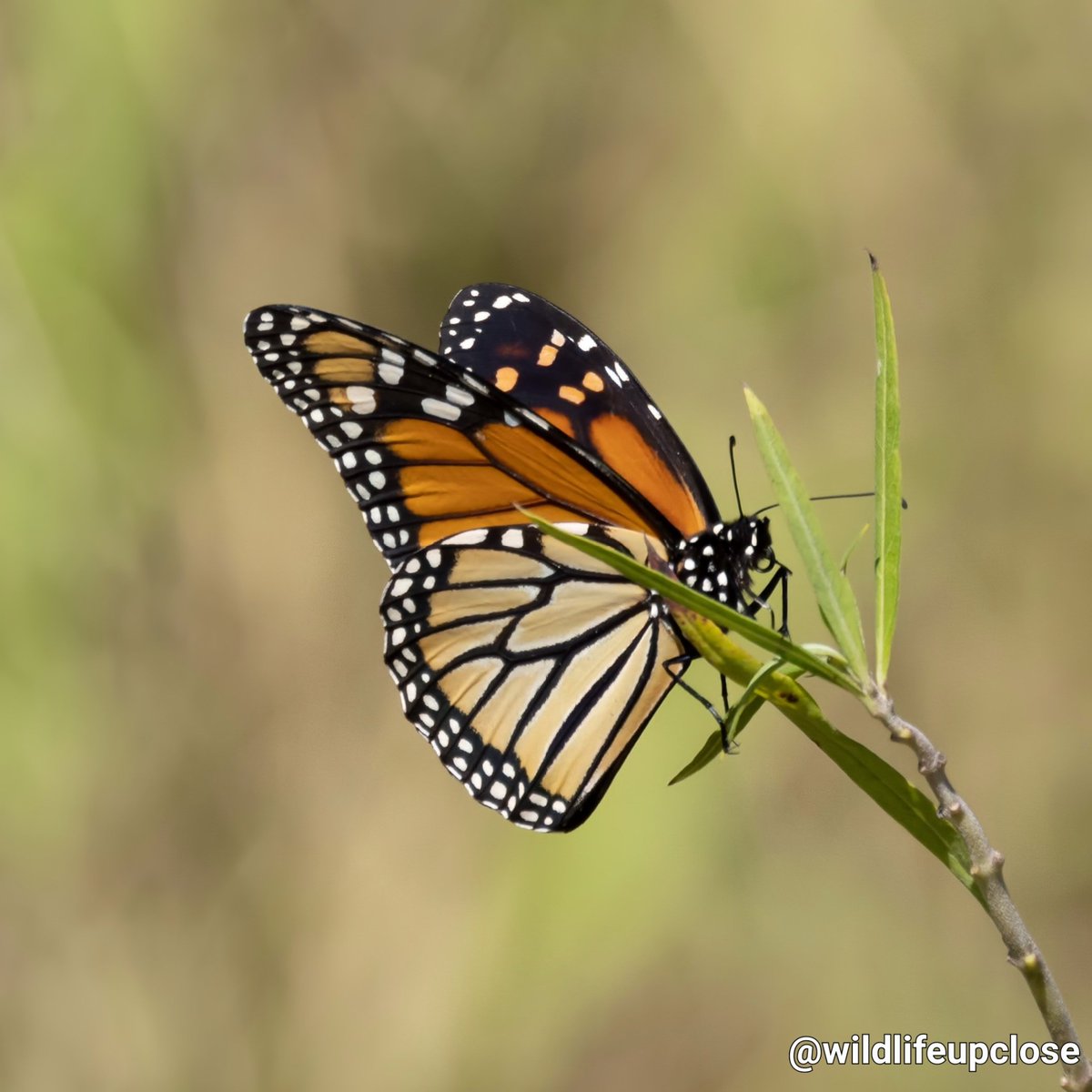 Chasing Butterflies 🦋 📸 #butterfly #butterflies #wildlife