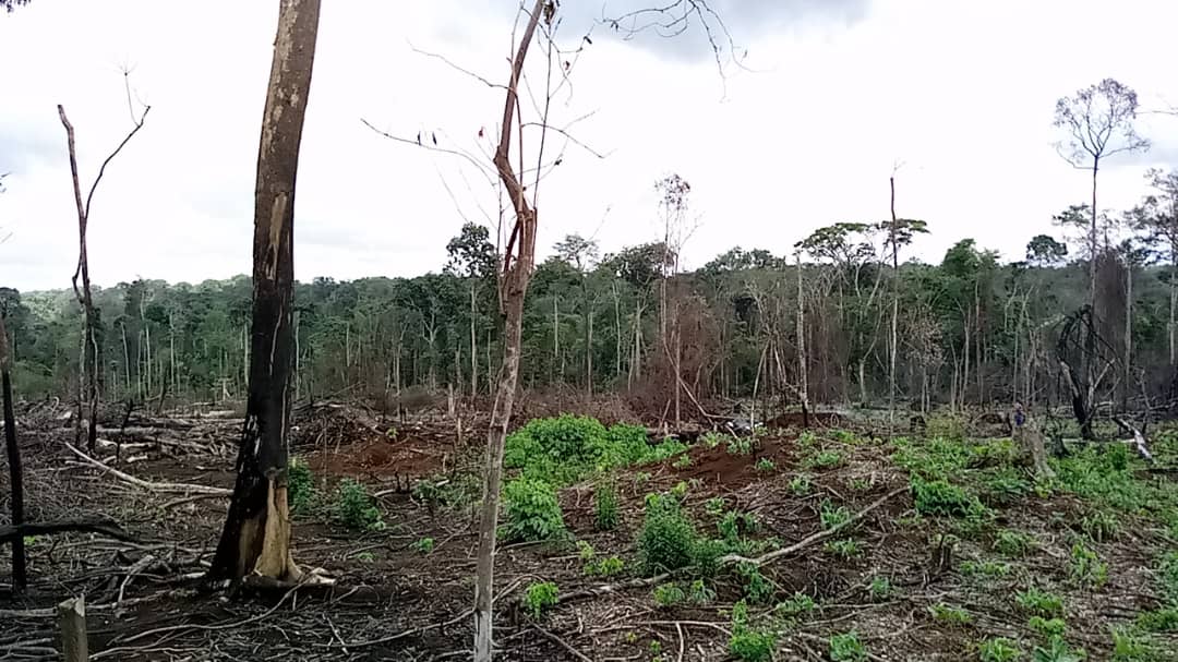 Hoima Sugar is proceeding  with the massive deforestation in Bugoma Forest reserve, exceeding their certificate given by NEMA, when already NEMA acknowledged that Hoima Sugar has not followed the terms as shown in the letter below. 
#SaveBugomaForest