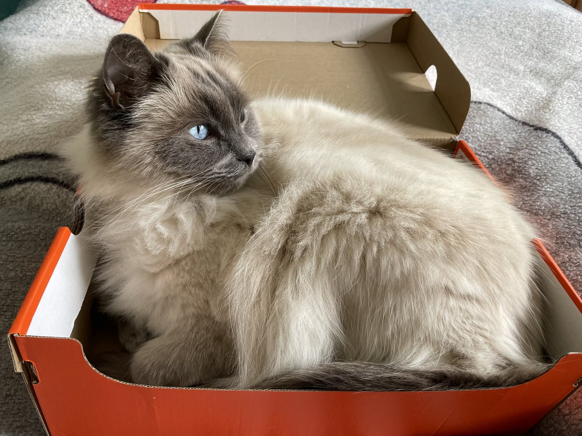 TheWordWell's tweet photo. @Betty_Boo_Kat Oooooh. Looking gorgeous as ever in a sun puddle. Haven’t seen one in days. Manu isn’t bothered though… #BoxIsMine 😉 https://t.co/bwNFBt2u5A