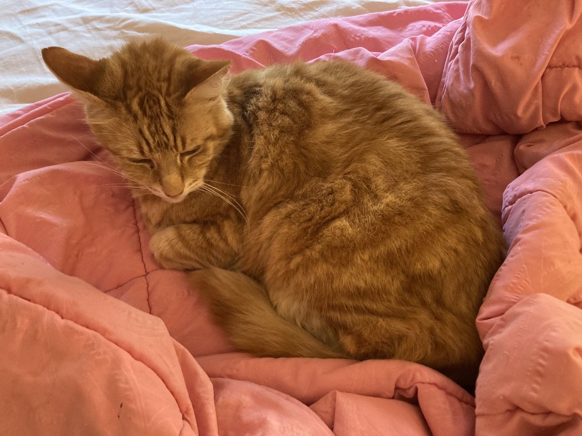 FelineGourmet's tweet photo. Mum totally ignored my #Caturday entitlement to sleep on her all morning and insisted on getting up! π
#GrumpyGinger https://t.co/iD5zS9aBZo