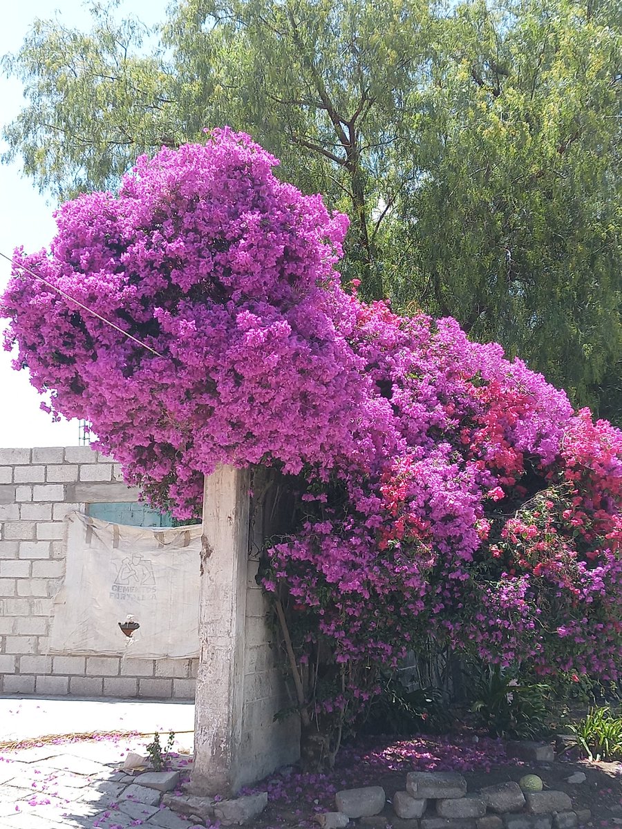 Bouganvillea, I like the colorful walls.  Nyctaginaceae