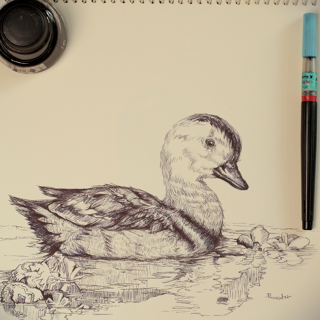 Today's offering, Cotton Pygmy-Goose Male!
#worldartday2023 #IndiAves #nature #natgeoindia #art #sketch #drawing #TwitterNatureCommunity #illustration #Science #AcademicTwitter #ink #Inktober #inking #dailysketch #sketching #ArtOfTheDay #ornithology #birdillustration