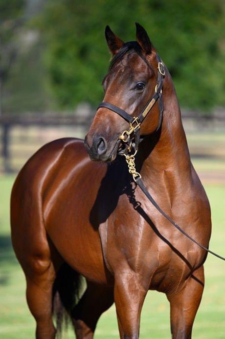 WatershipStud's tweet photo. 🇦🇺 This striking colt was #TooDarnHot's highest priced yearling @inglis_sales Easter Yearling Sale. 

Consigned by @widdenstud, he sold Asian Bloodstock Services for $600,000 AUD.

The first foal o/o River Jewel (Snitzel), an impressive winner at 2 herself. 

#breedingsuccess https://t.co/zI7MTlu5Tb