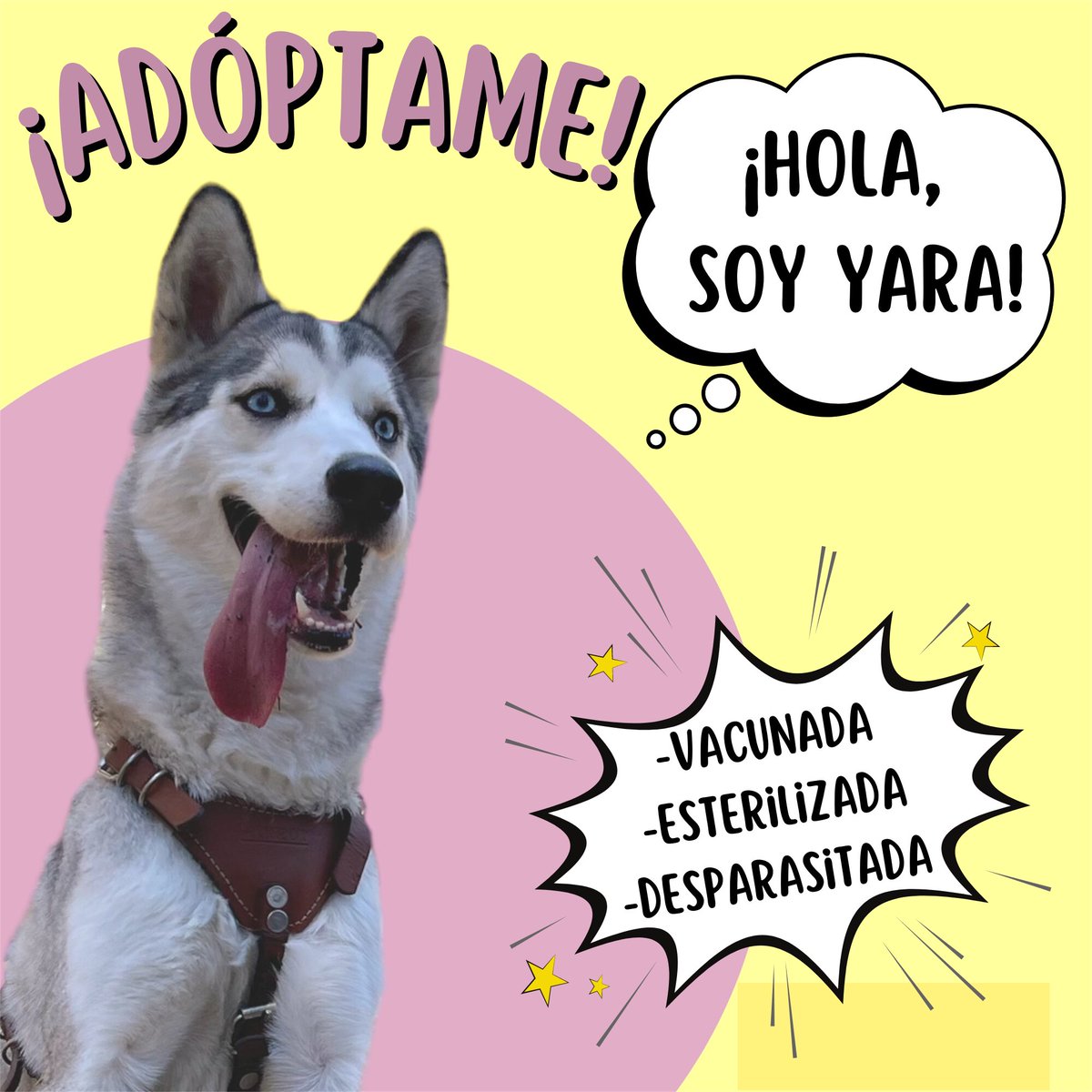 reevesmason1's tweet photo. RT @Manada_Vecinal: ¿Nos ayudas a encontrarle una familia a esta hermosura? https://t.co/9U9PFXHiss https://t.co/rs5KjEXHTo