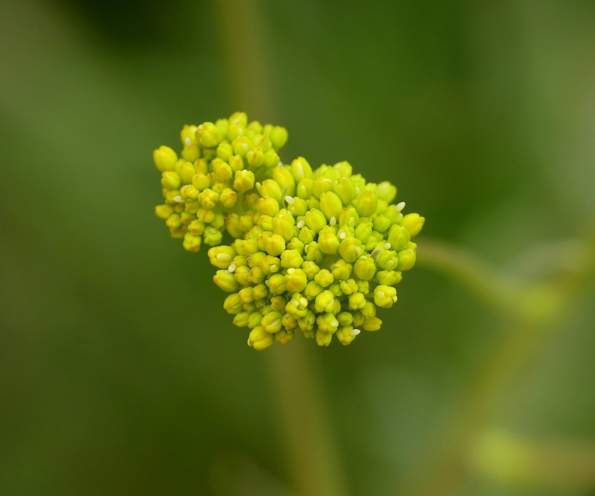 annelovesbutton's tweet image. Eastern Orange Tip butterfly life cycle: 
1) Fresh eggs on Isatis tinctoria 
2) Mid-instar larvae 
3) Mature chrysalis 
4) Freshly released adult