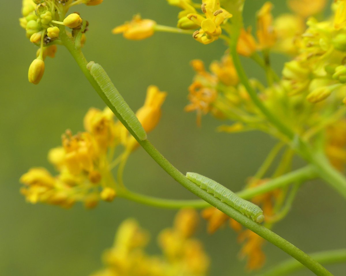 annelovesbutton's tweet image. Eastern Orange Tip butterfly life cycle: 
1) Fresh eggs on Isatis tinctoria 
2) Mid-instar larvae 
3) Mature chrysalis 
4) Freshly released adult